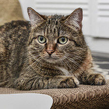 cat laying on top of scratcher